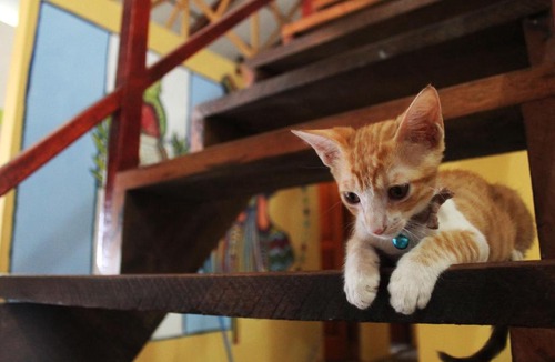 Flores Hostel | Ciao Cacao Hostel & Vegan Cafe
