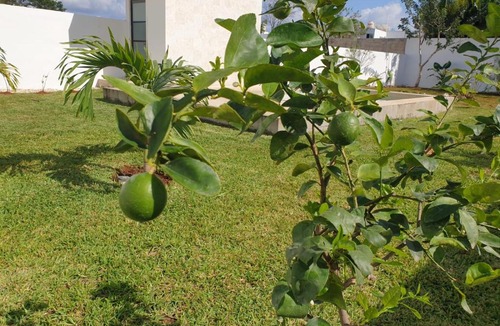 Merida House | Holiday home Casa Antonio Merida