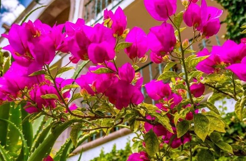 Zona Centro Apartment | hotel la ermita suites