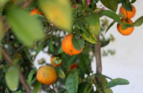 Zacatlan Hotel | Hotel y Cabañas una Cosita de Zacatlán