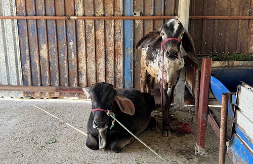 San Lorenzo Cacaotepec Other | Milpa San Lucas