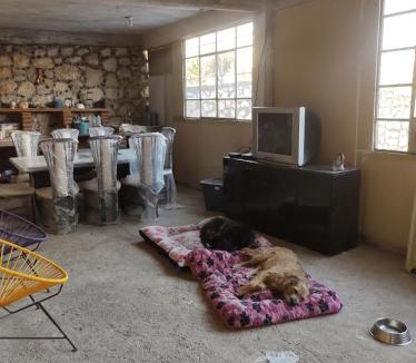 Texcalpan Other | Nada y acampa con tus perritos