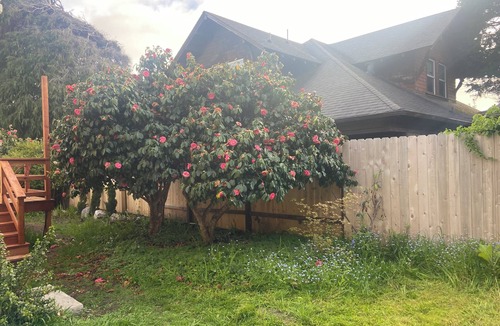 Fort Bragg House | Spacious, light-filled house walking to historical downtown with fenced in yard.