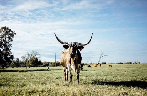 New Ulm Cabin | Spacious Luxury Getaway at Restored Ranch Cabin Rental near Austin, Texas