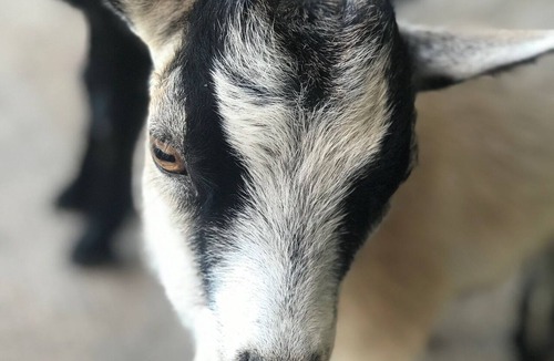 Lorena House | The Lorena Ranchette- Goats, Firepit, Hammock
