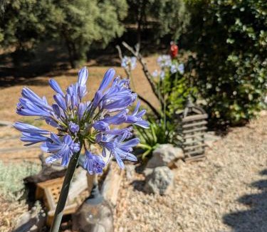 Taradeau House | Villa Bleucassis