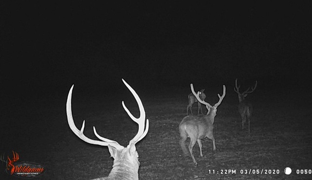 800 acre infested with wildlife !