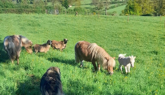 Cosy accommodation for 4 with swimming pool in green surroundings and ponies on site in La Gresle