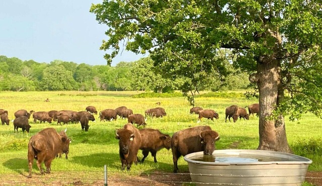 Home on the Range ~ An escape to wildlife in Aggieland!