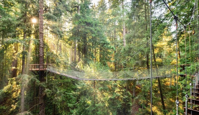 "Park Place" @ #RedwoodSkyWalk & Sequoia Park Zoo: 5BD*, Pool Table, Game Room, Kiva, Gas Grill!