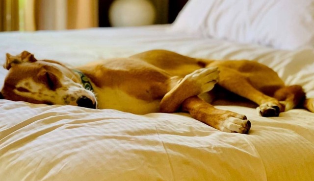 Pet-Friendly Stay in Richardson! Close to NorthPark Center! FREE Parking Onsite