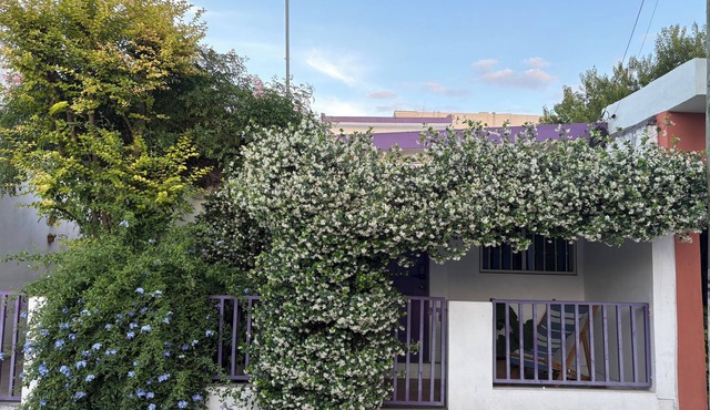 Shelter among plants in Tampiquito 2br, 3bed, 2ba