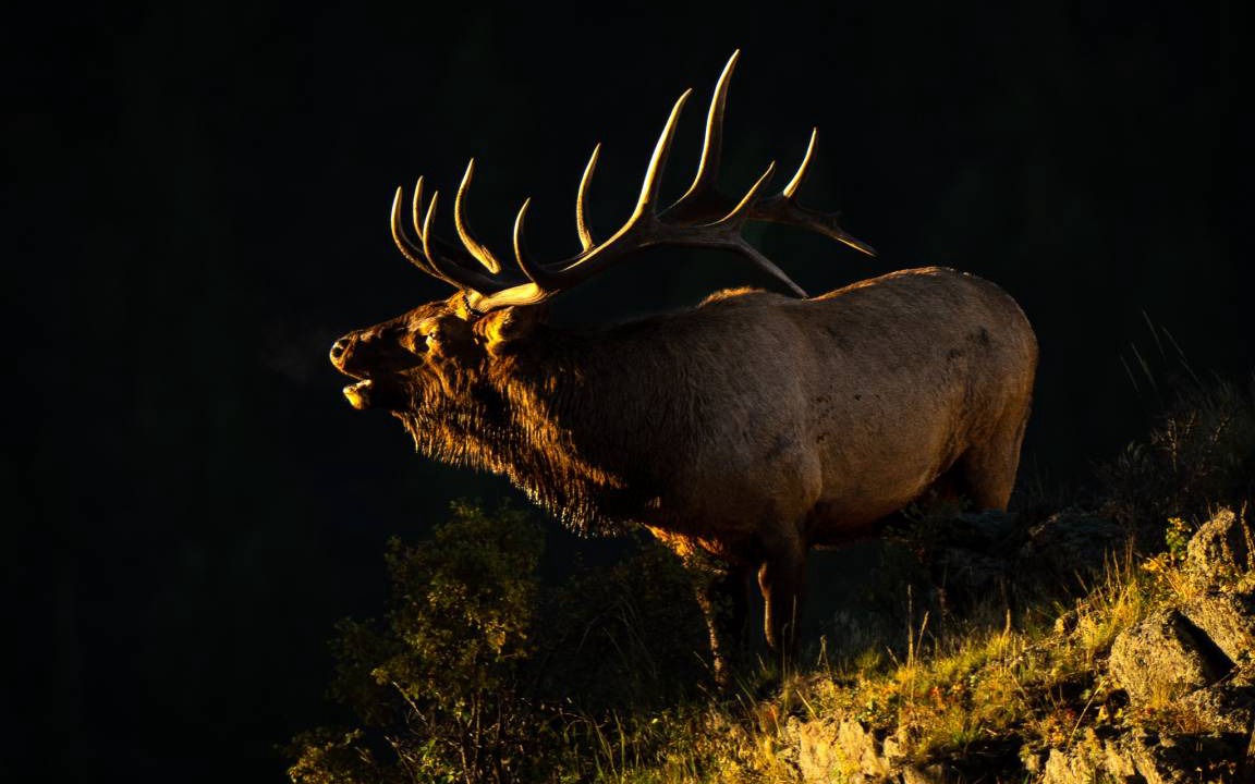 Photo of Others in Estes Park