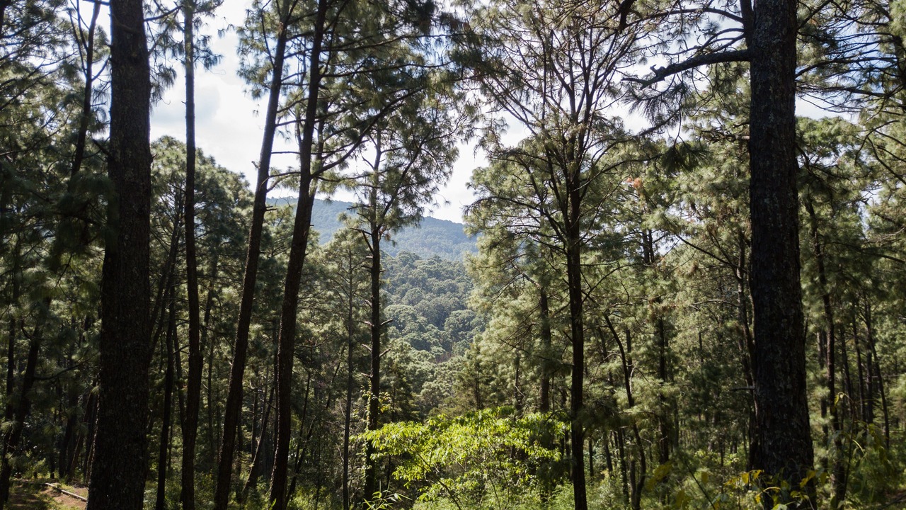 Photo of Outdoor in Mazamitla