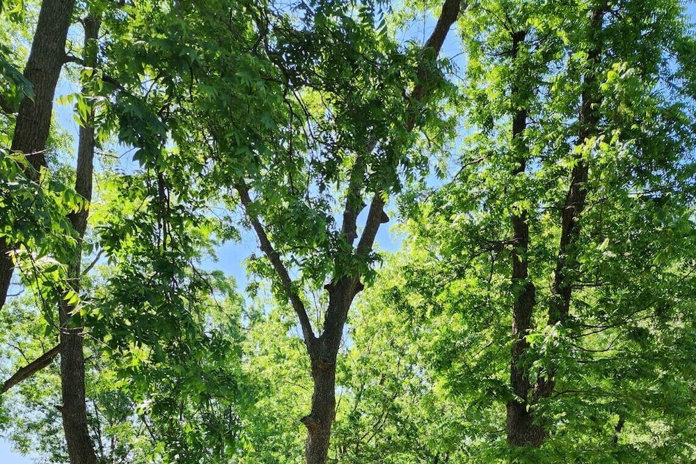 Photo of Outdoor in Winnsboro