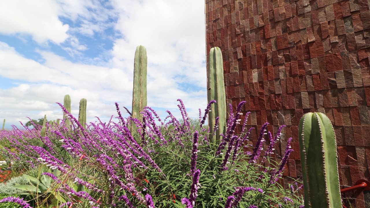 Photo of Outdoor in San Miguel de Allende