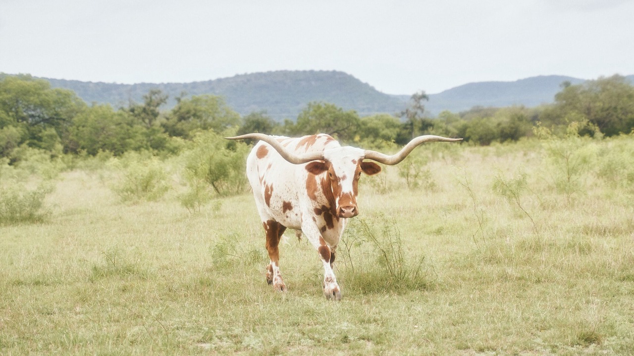 Photo of Others in Leakey