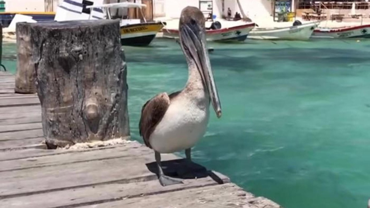 Photo of Others in Puerto Morelos