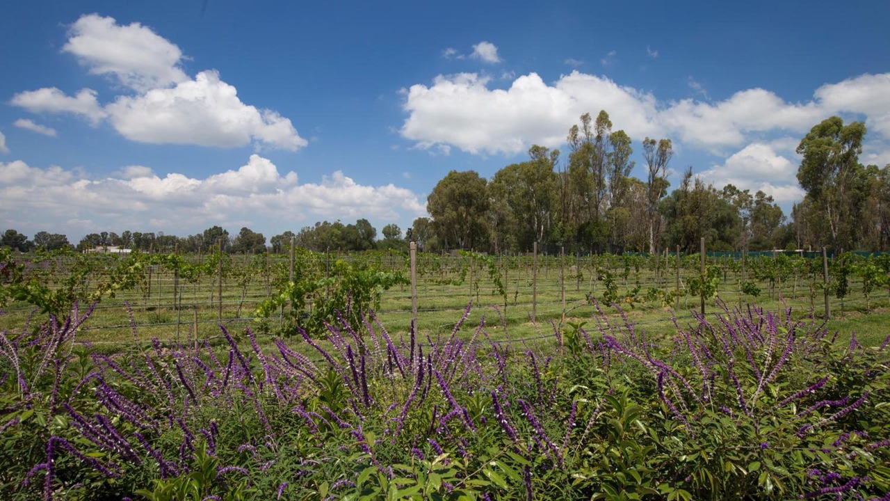 Photo of Outdoor in San Miguel de Allende