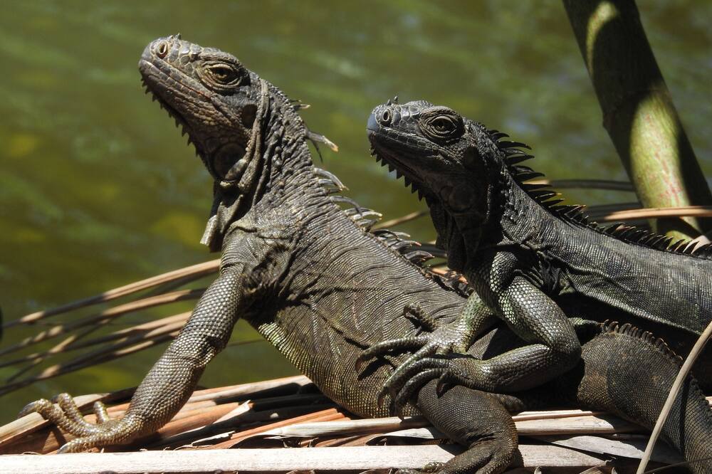 Photo of Others in Puerto Barrios