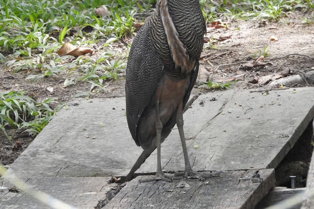 Photo of Others in Puerto Barrios