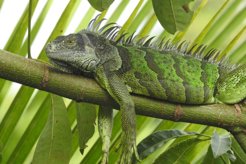 Photo of Others in Puerto Barrios