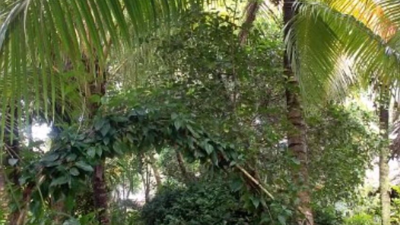 Photo of Others in Puerto Barrios