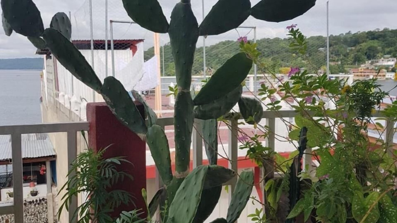 Photo of Outdoor in Flores