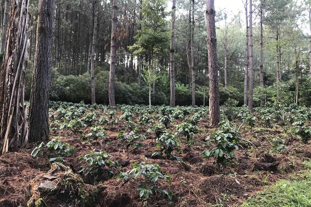 Photo of Outdoor in San Juan Chamelco