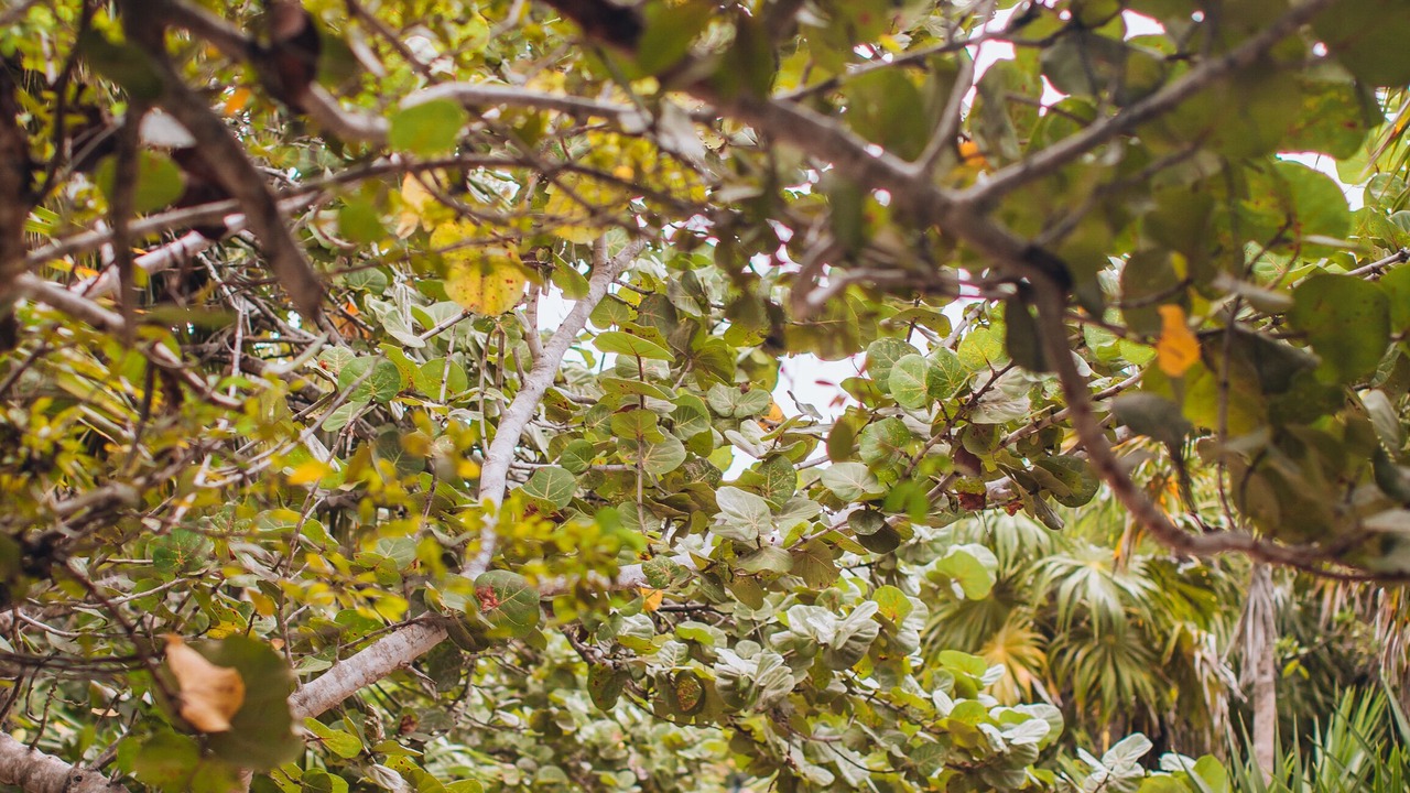 Photo of Outdoor in Playa Paraiso