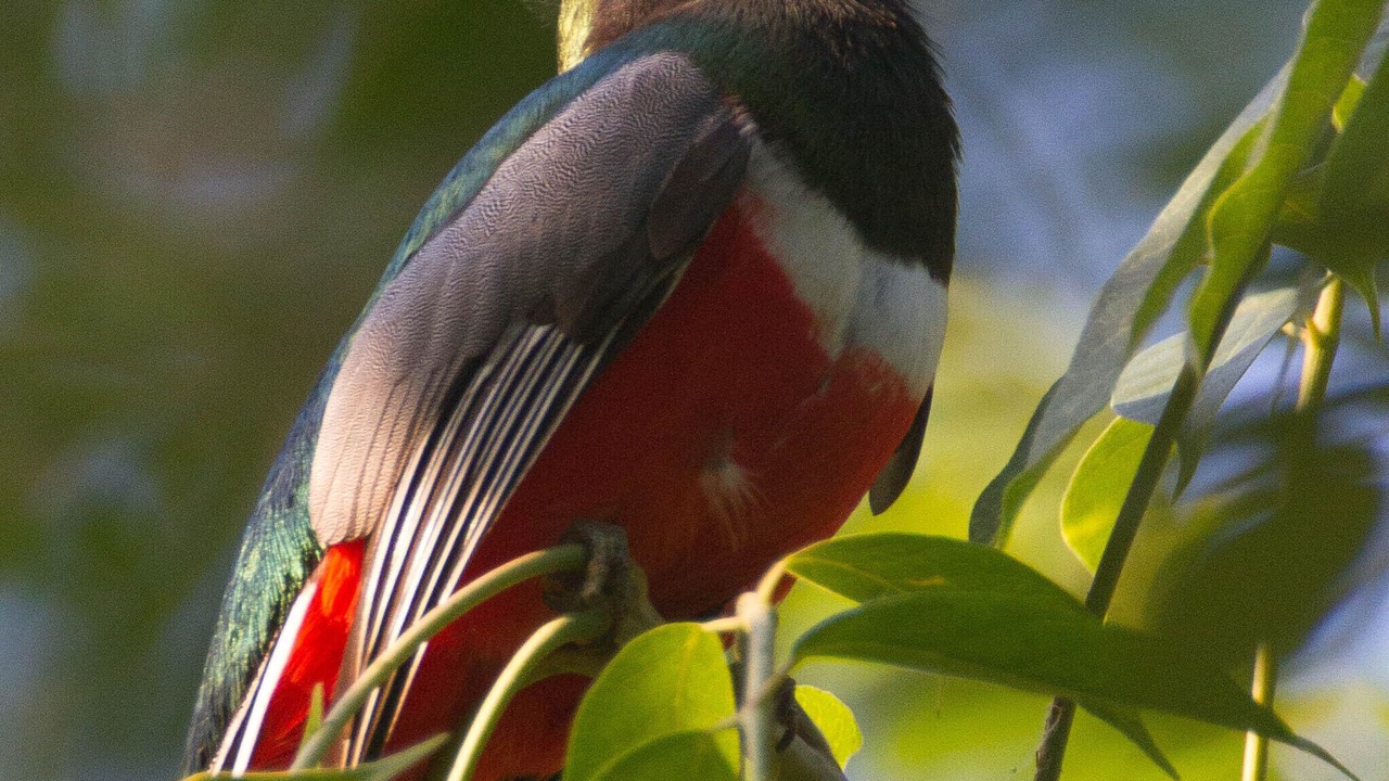 Photo of Others in Chacala