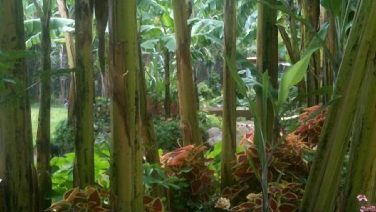 Photo of Outdoor in Jaibalito
