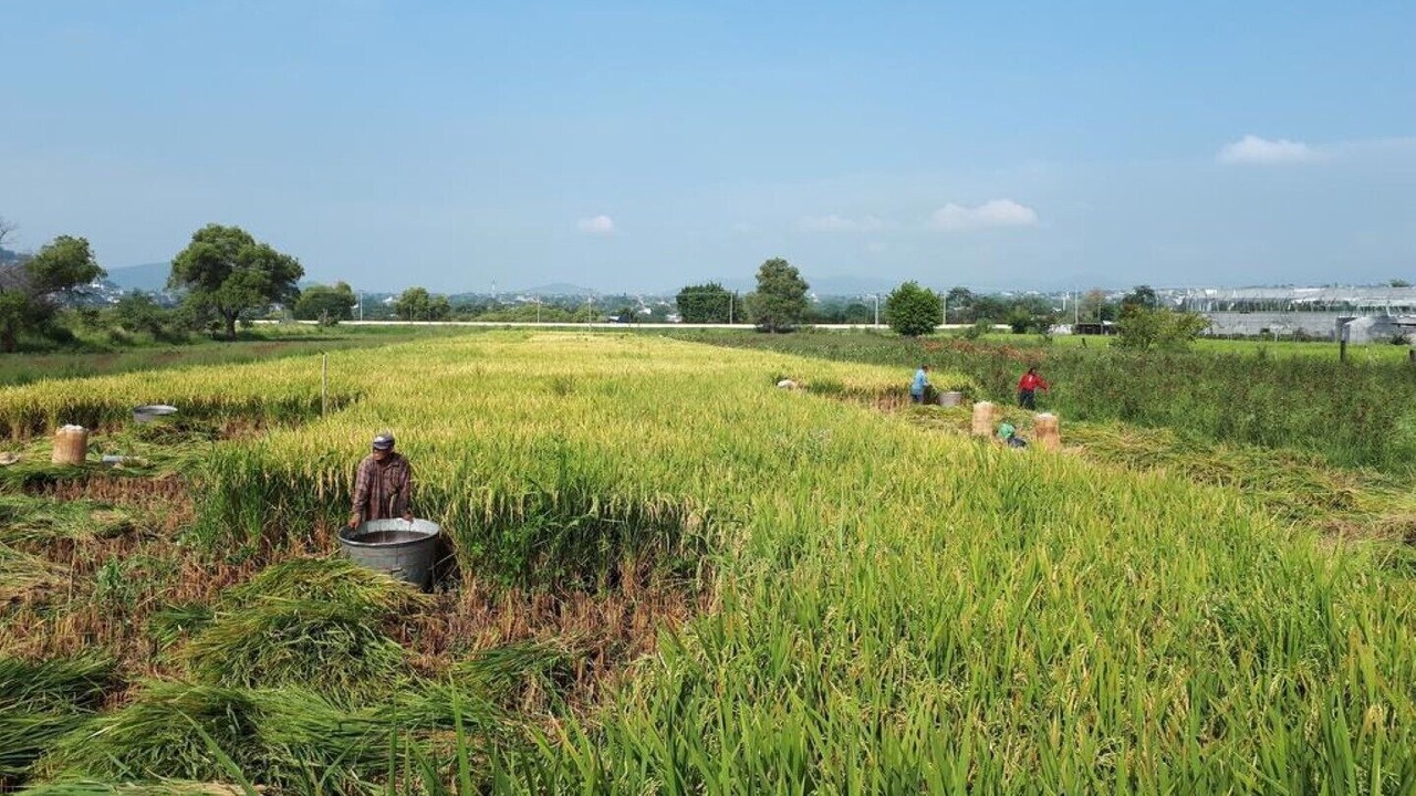Photo of Outdoor in Tezoyuca