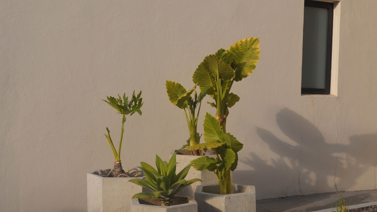 Photo of Outdoor in Zapopan