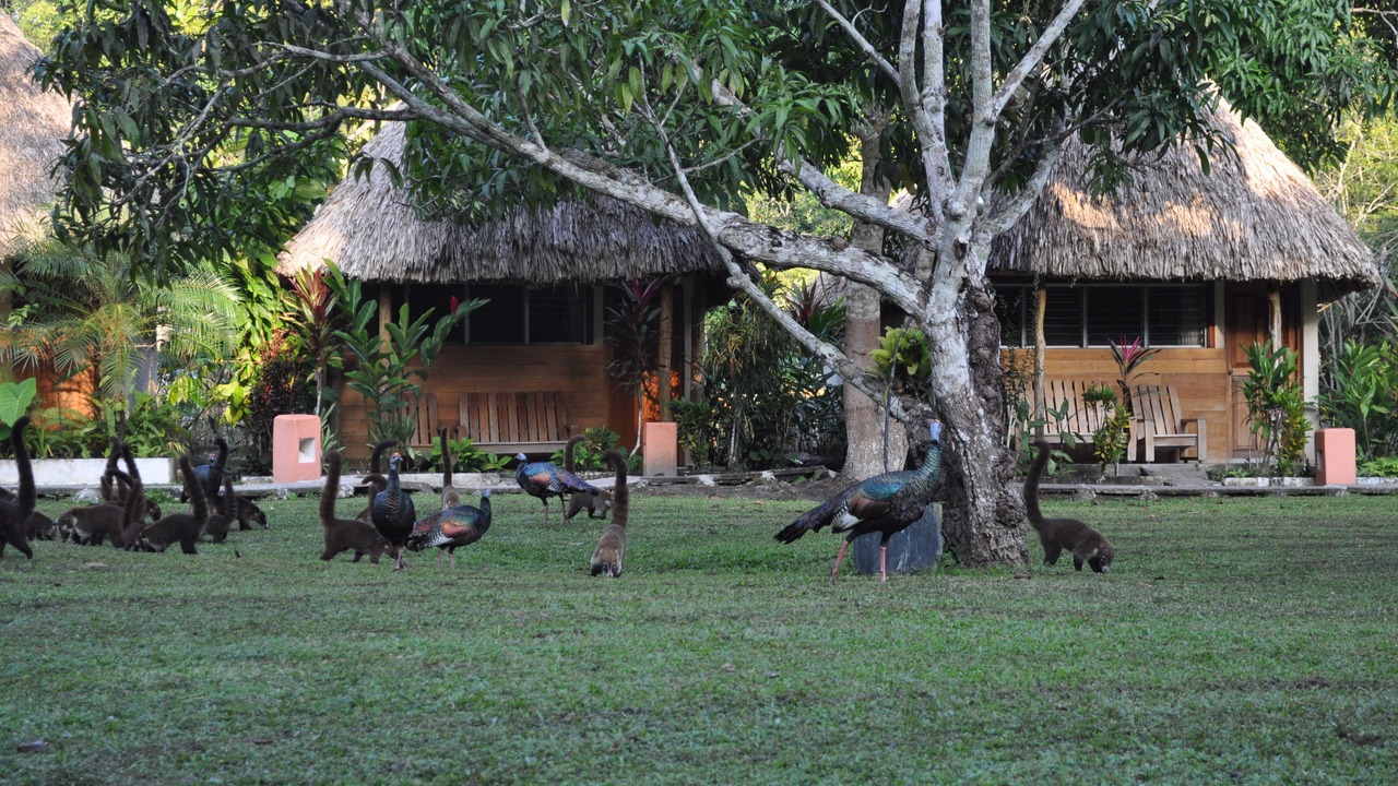 Photo of Outdoor in Tikal National Park