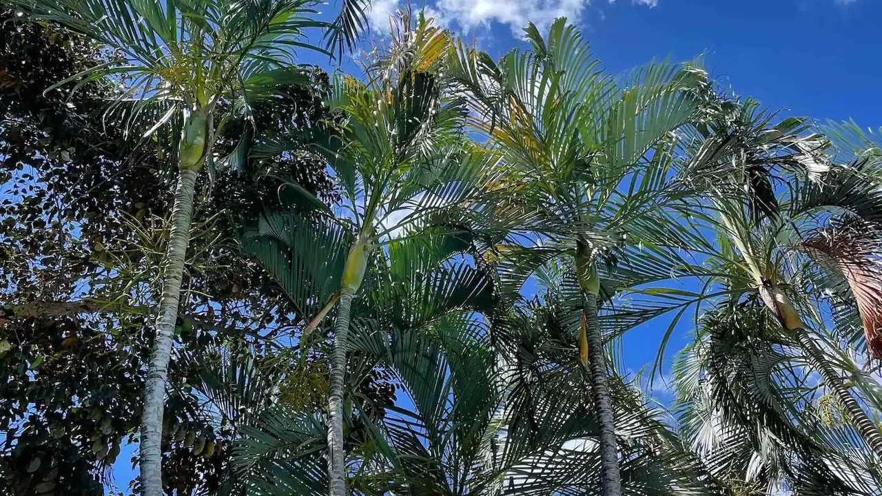 Photo of Outdoor in Campeche