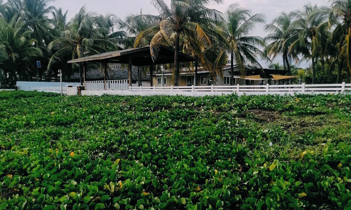 Photo of Outdoor in Monterrico