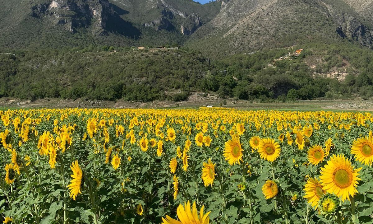 Photo of Others in Monterrey