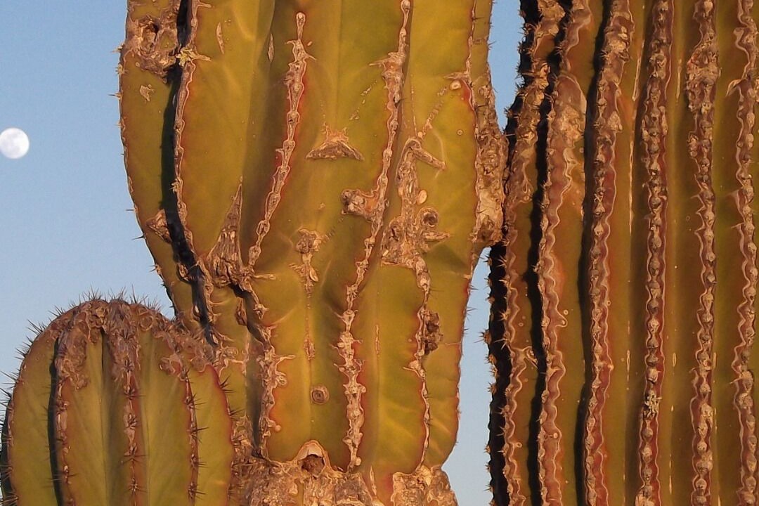 Photo of Others in San Pablo Coatlan