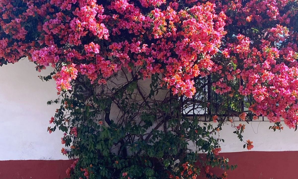 Photo of Outdoor in Centro