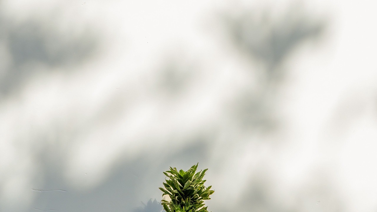 Photo of Outdoor in Flores