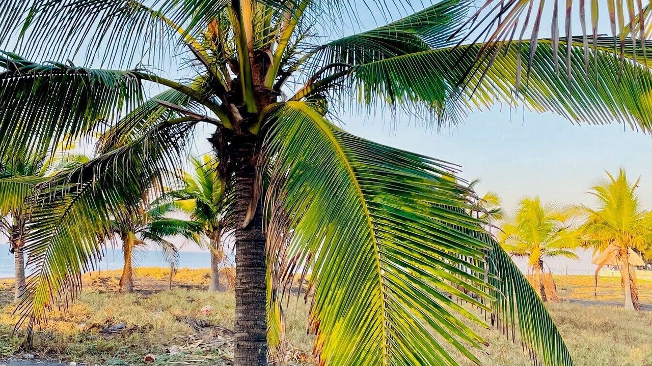 Photo of Outdoor in El Hawaii
