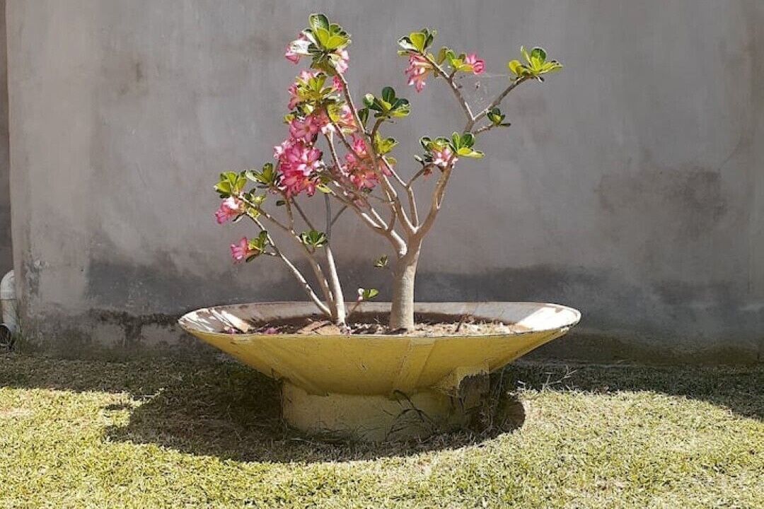 Photo of Outdoor in Puerto Vallarta