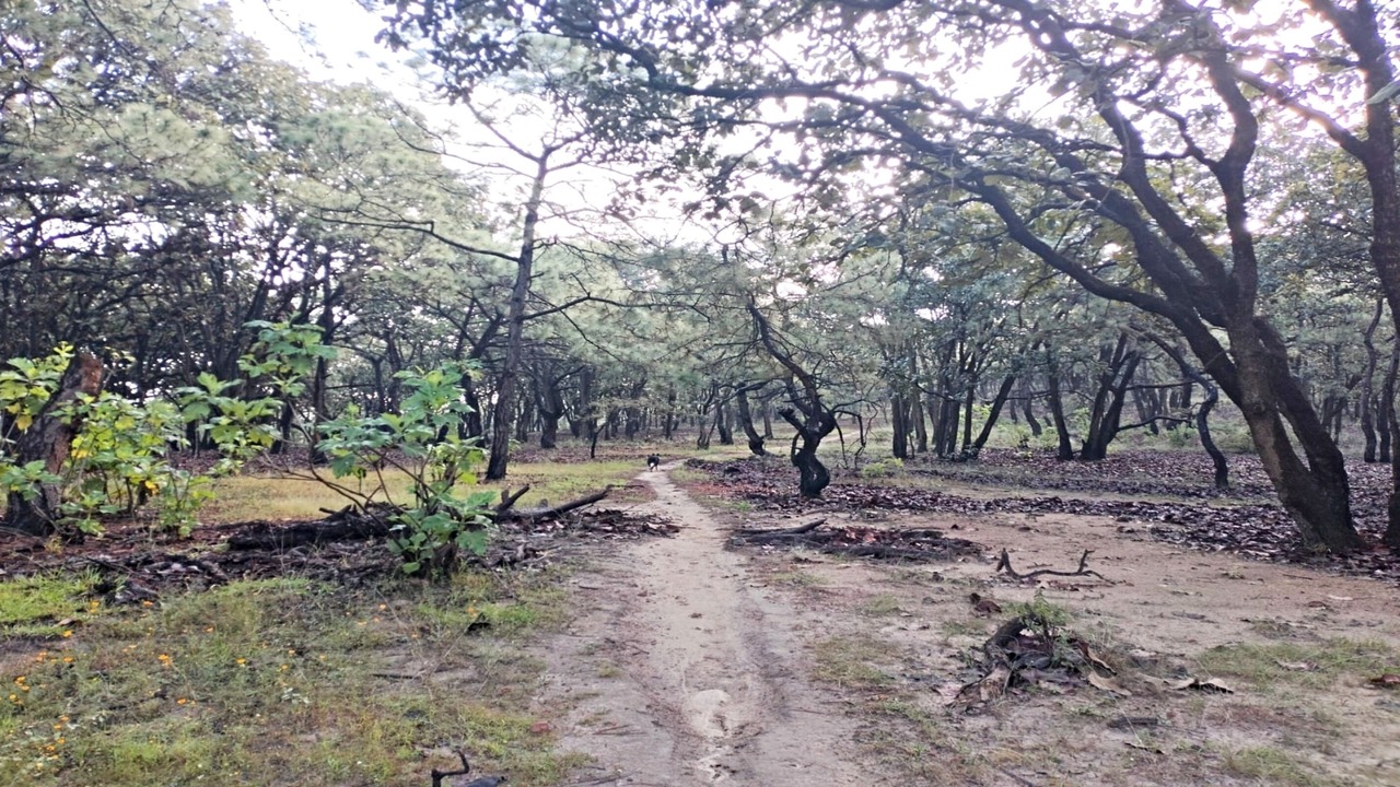 Photo of Outdoor in Zapopan