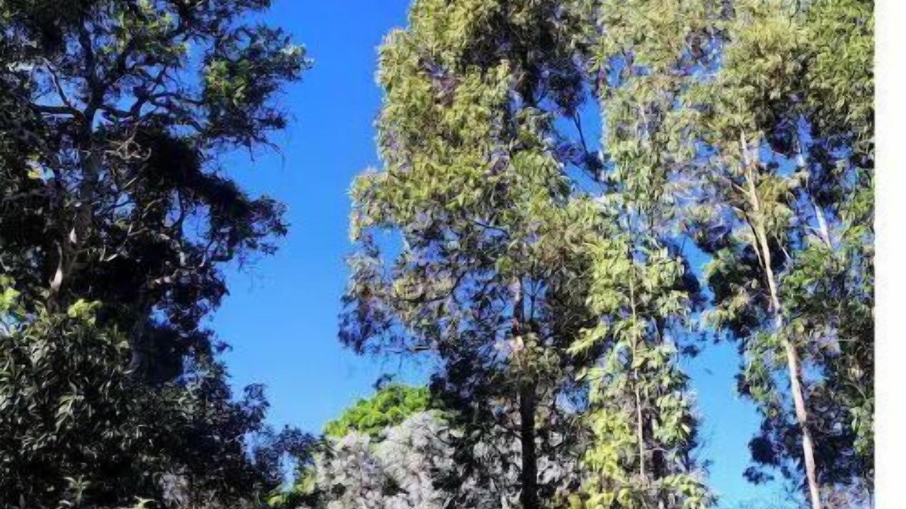 Photo of Others in Cerro de Oro