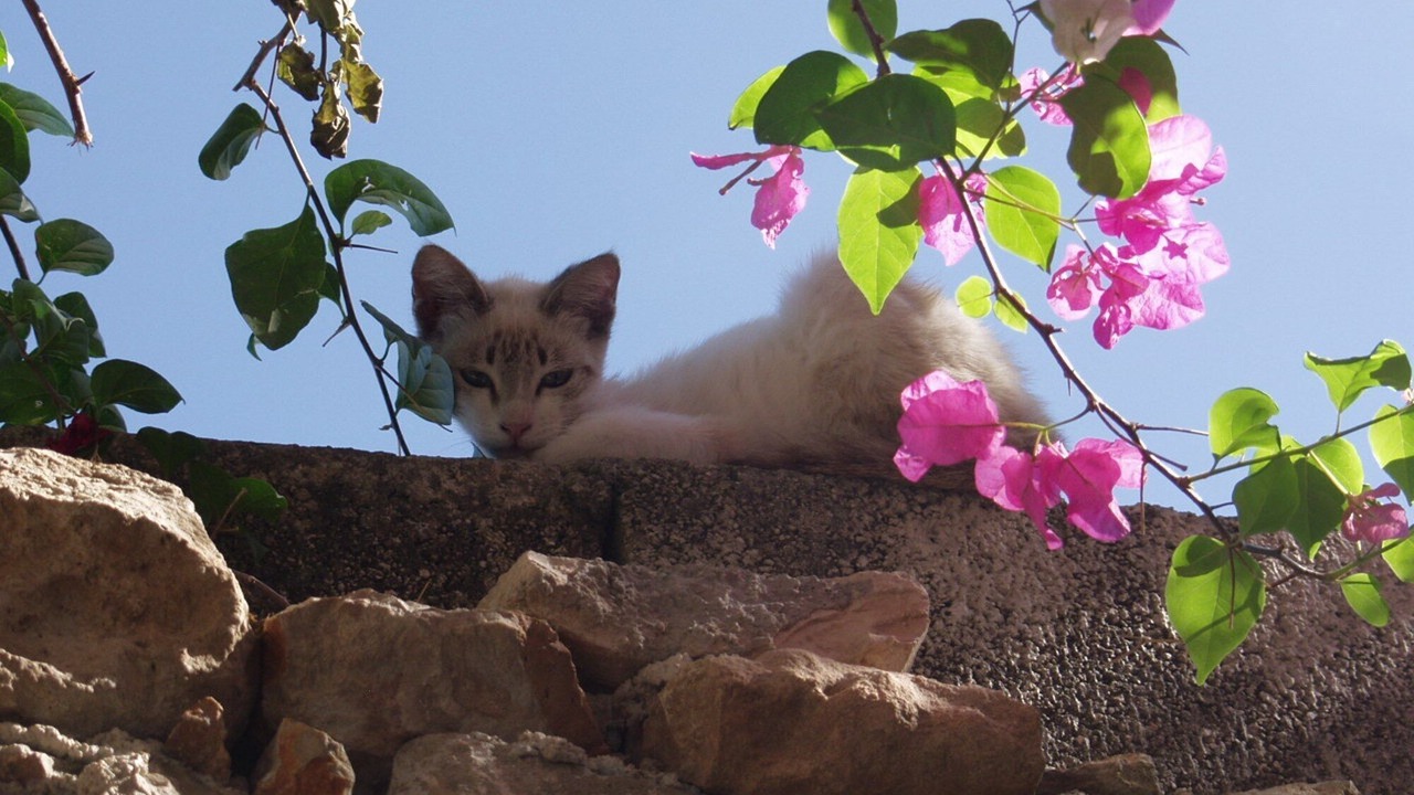 Photo of Others in Barrio de Santiago