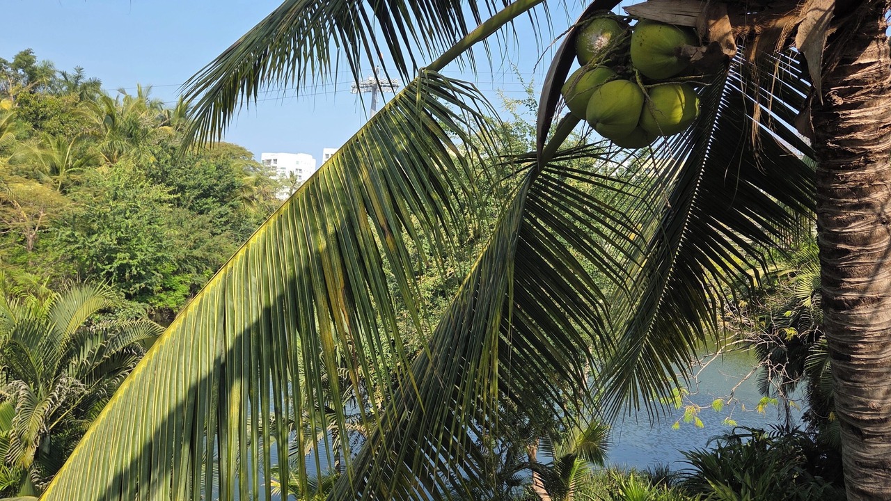 Photo of Others in Nuevo Vallarta