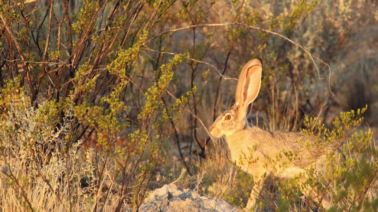 Photo of Others in Brewster County