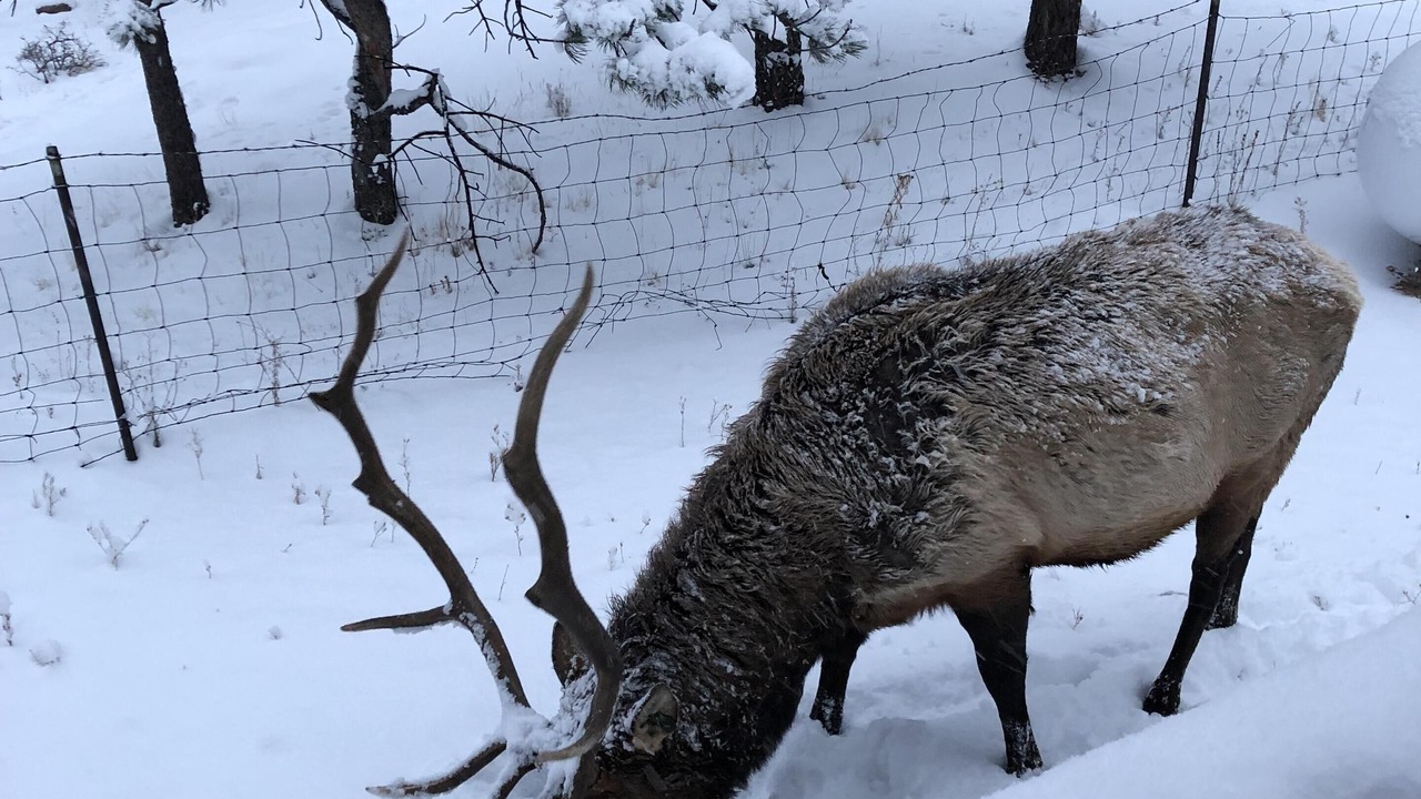 Photo of Others in Estes Park