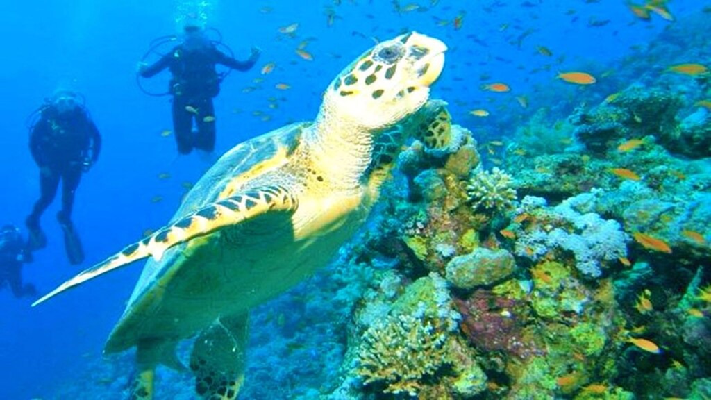 Photo of Others in Punta Negra